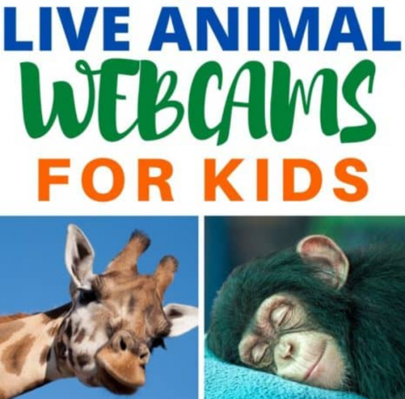 Live Animal Cameras